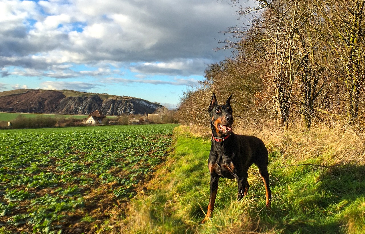 A Guide to Understanding the Doberman Pinscher